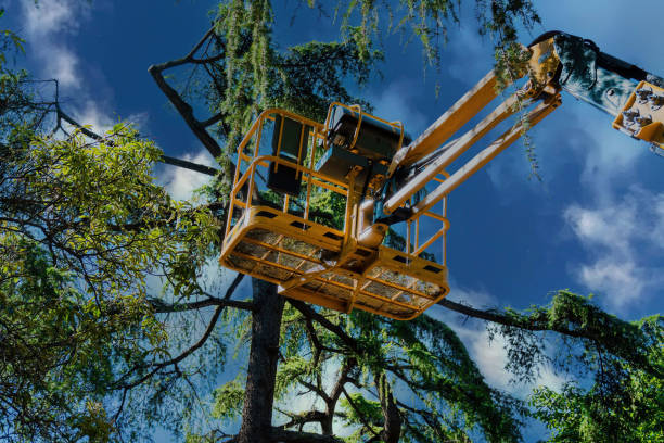 Trusted Cleveland, TN Tree Services Experts